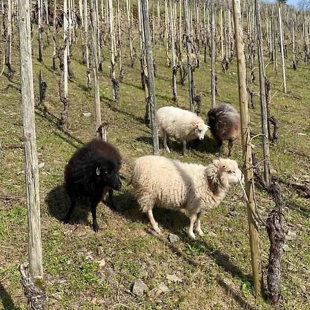 Weingut Dr Wagner Holiday home Saarburg
