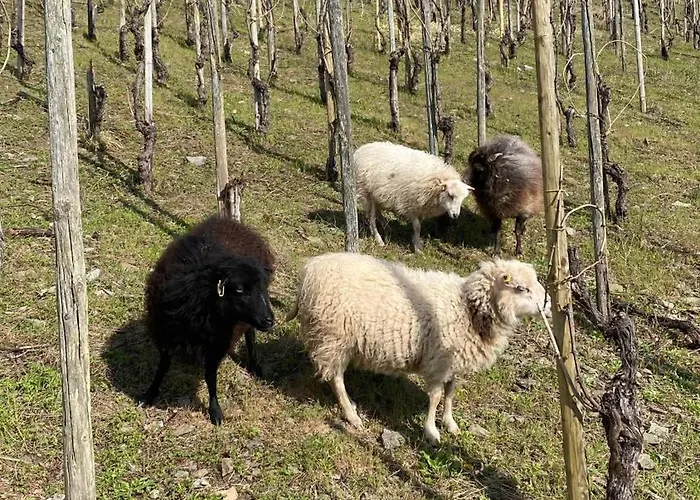 Dr Wagner Vakantiehuis Saarburg